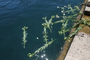 1562842867srebrenica-obljetnica-62